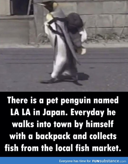 I want a penguin now