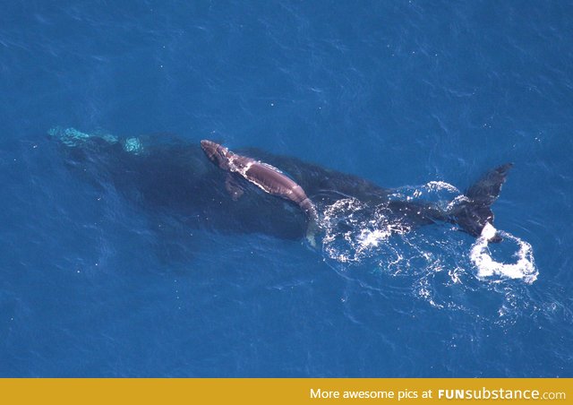 Just-born baby whale rests on his/her mother's back