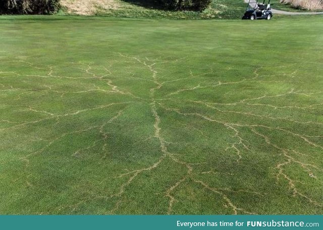 Grass After a Lightning Strike