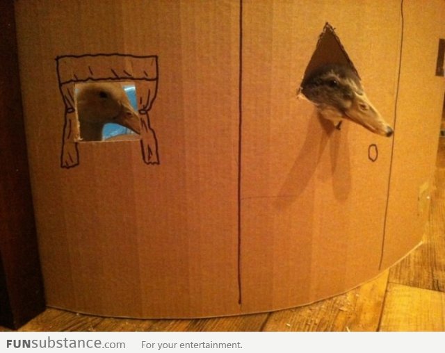 Made a cardboard house with windows for my ducks