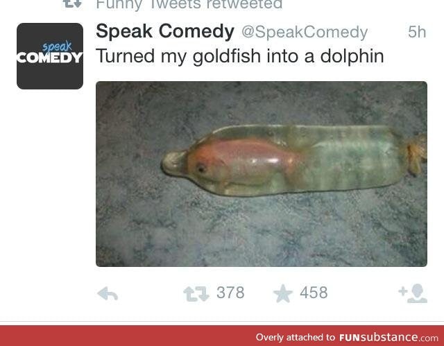 Goldfish into dolphin