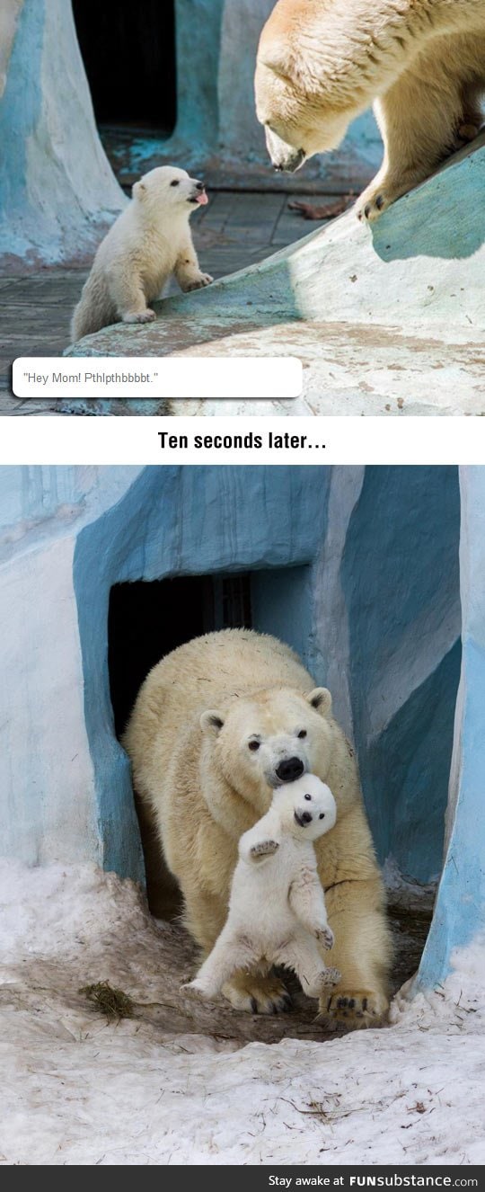 Disrespectful baby polar bear