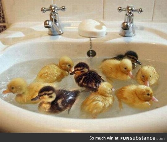 Ducklings' first bath