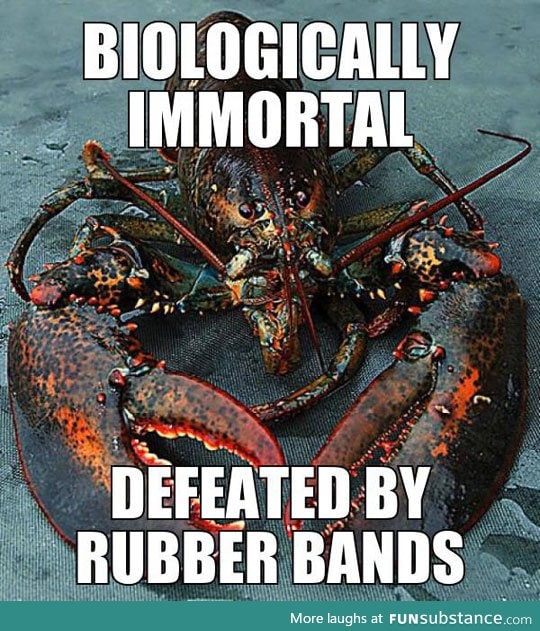 That poor lobster