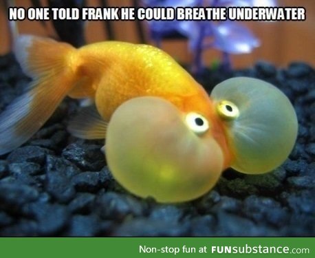 Fish thinks it can't breathe underwater