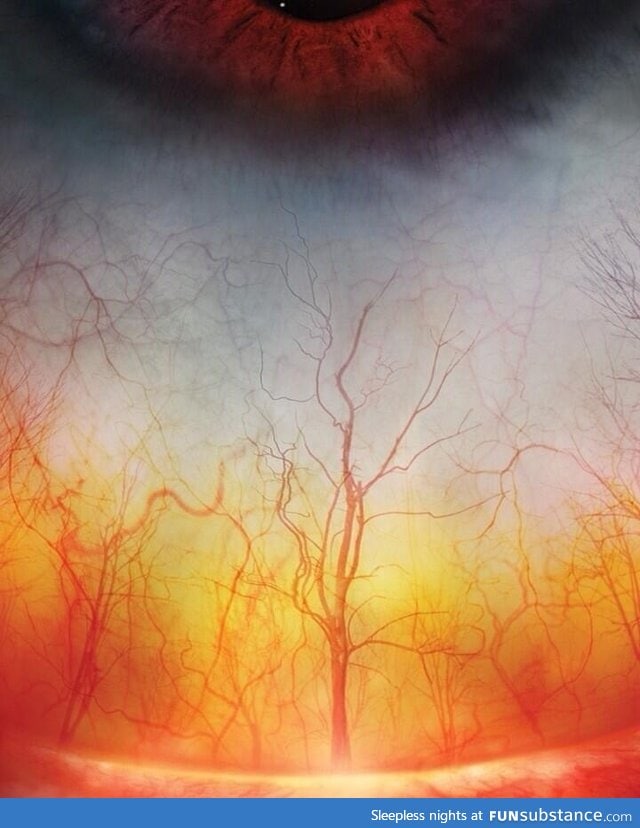 A close up of the human eye looks like a creepy forest