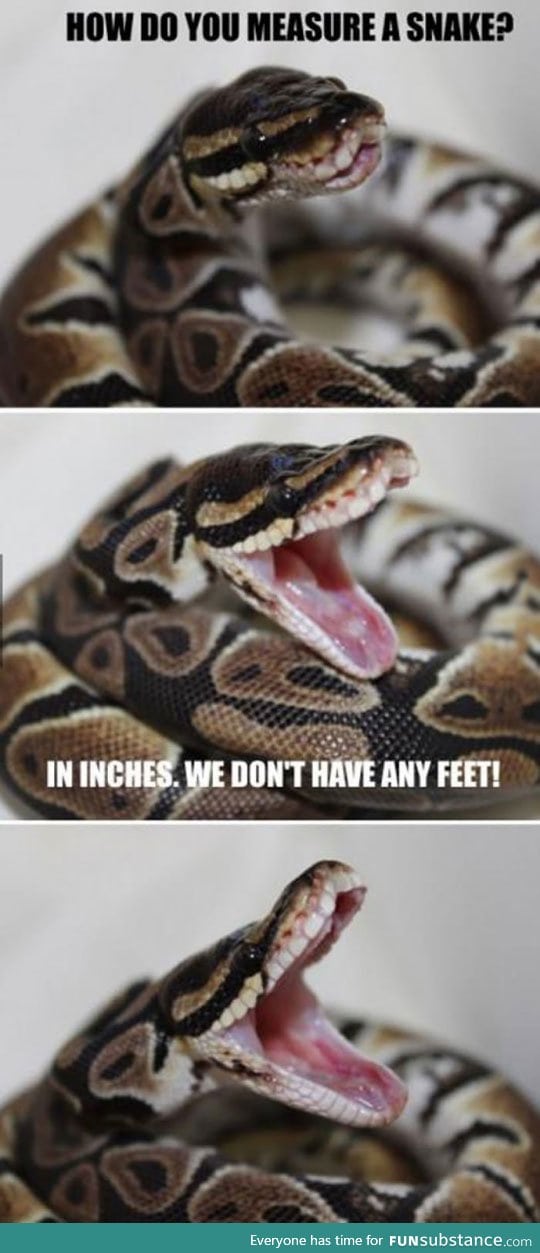 This snake should do stand up