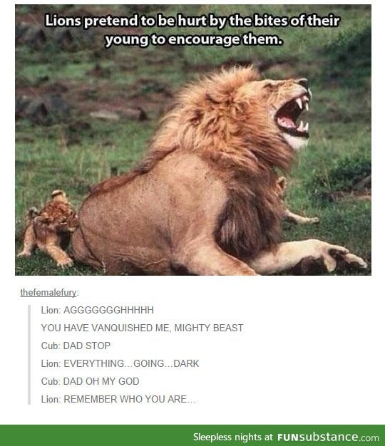 Lions are good fathers