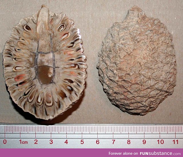 Cross section of a 160 million year old pine cone fossil