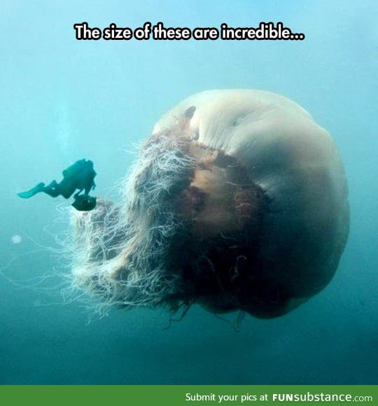 Gigantic jellyfish