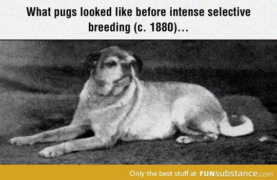 Pugs before selective breeding