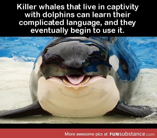 Killer whales that live in captivity with dolphins