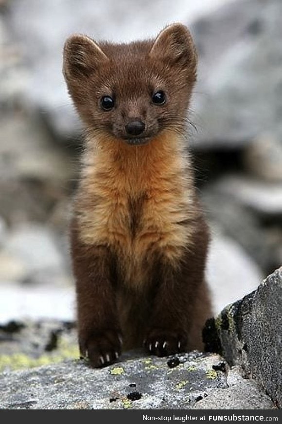 Day 22 of your daily dose of cute: Pop goes the weasel!