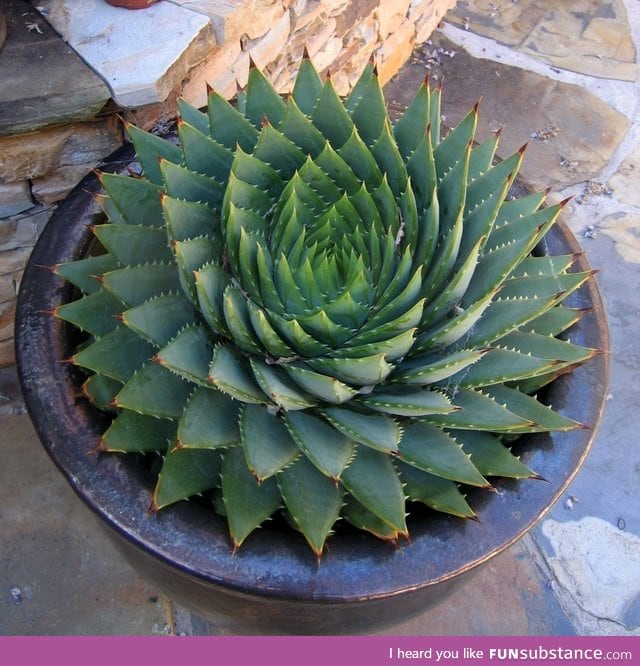 Spiraling cactus
