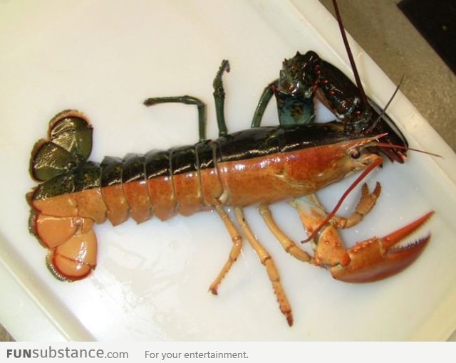 This lobster is half black, half orange. 1 in 20 million chance