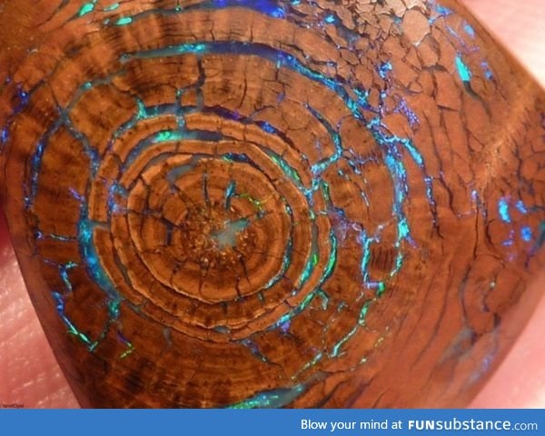 Opalized wood showing growth rings