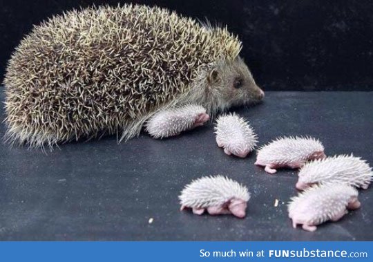 Hedgehog babies, ladies and gentlemen