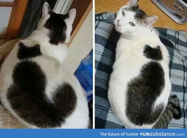 This cat has a cat on it!