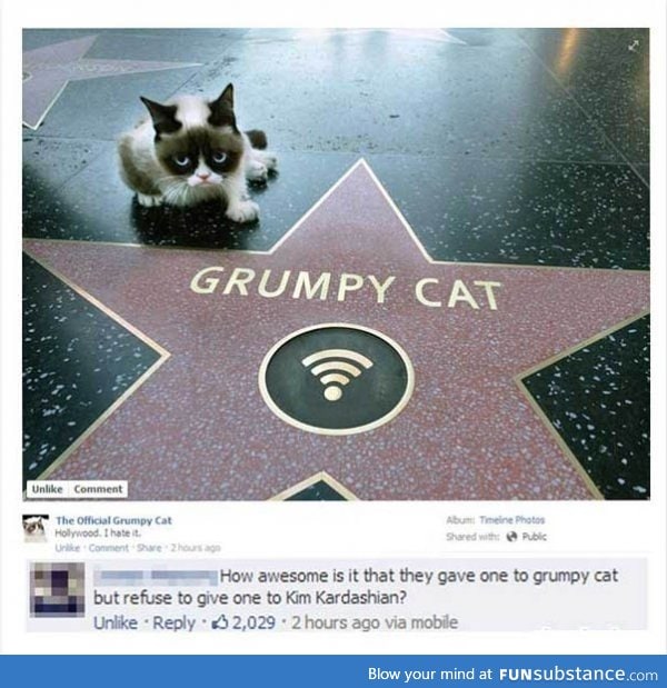 Grumpy Cat gets a star