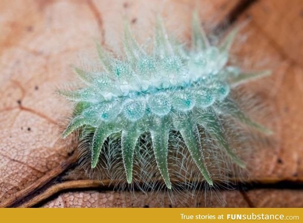 This is the spun glass caterpillar. It looks like its made out of... Spun glass