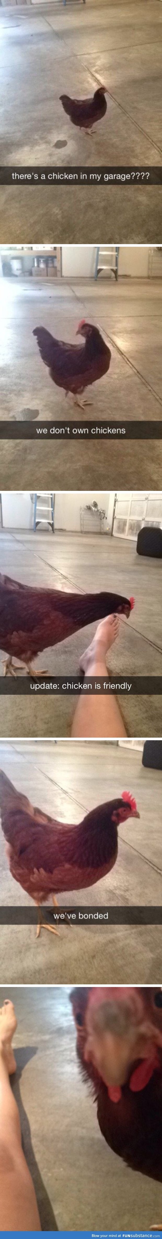 Chicken alert