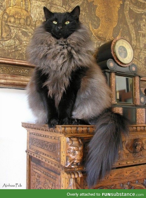 This cat looks like it is wearing the fur of its enemies