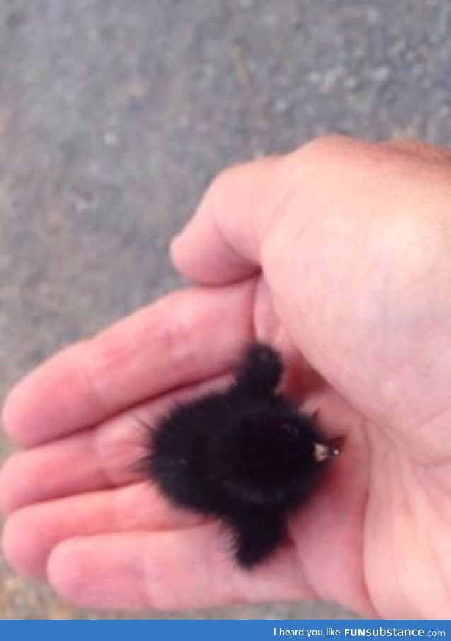 A tiny baby crow