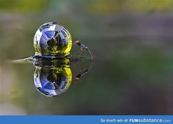 An ant rolling a sphere of water across the surface of a garden pond