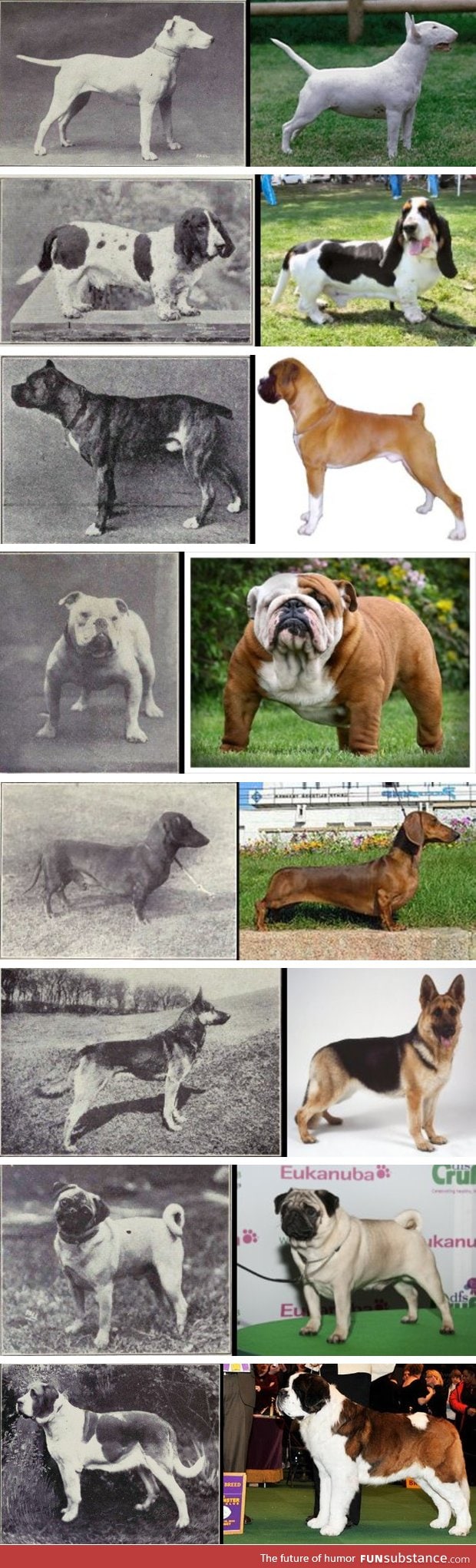 100 years of dog breed "improvement"
