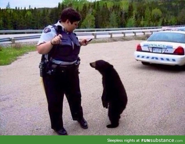 I bet you wouldn't have pulled me over if I was a polar bear