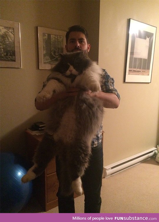 That is one huge cat