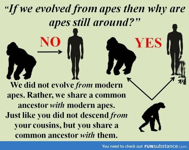A simple explanation of evolution