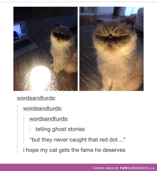 I want the cat