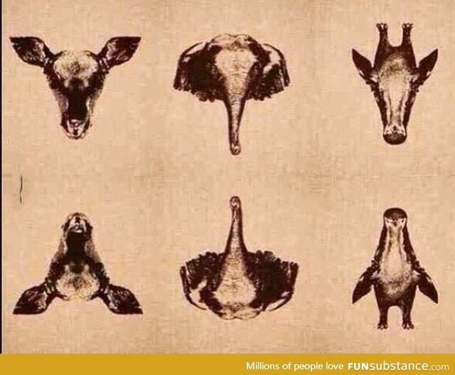 How many animals do you see?
