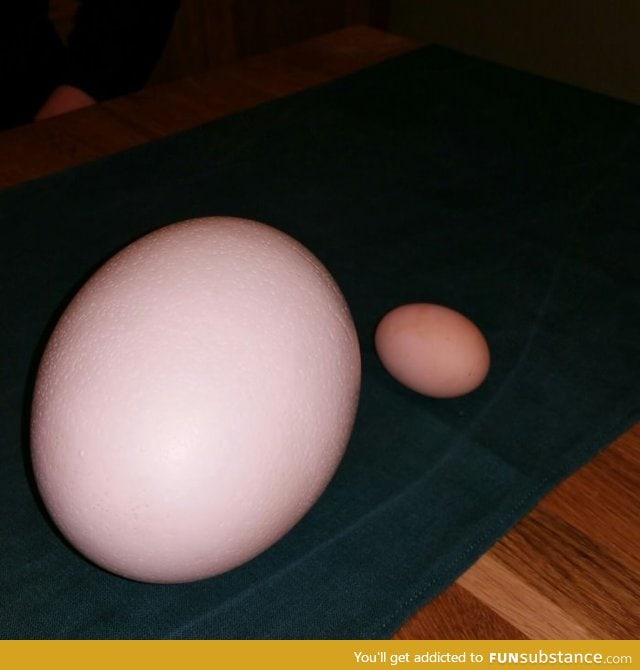 I present you an ostrich egg (chicken egg for comparison)