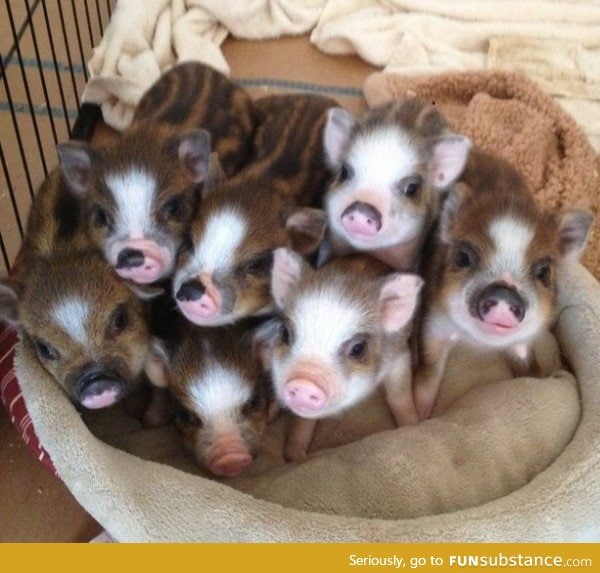 Day 127 of your daily dose of cute: So many little oinkers!!