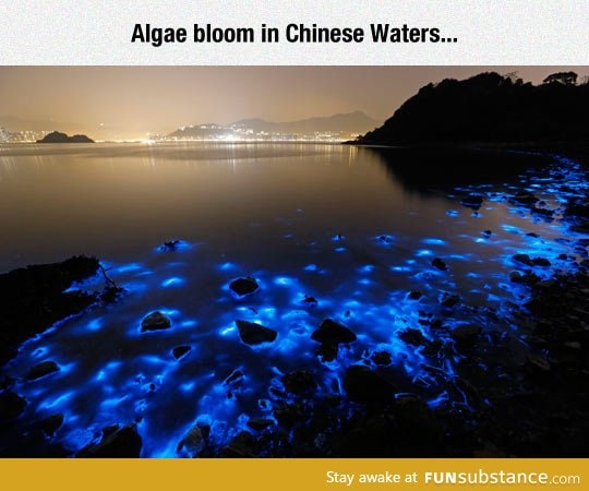 The beauty of bioluminescence