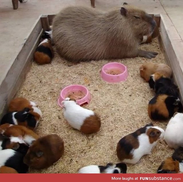 A capybara among guinea pigs