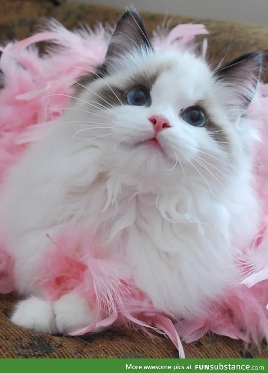 Princess ragdoll cat