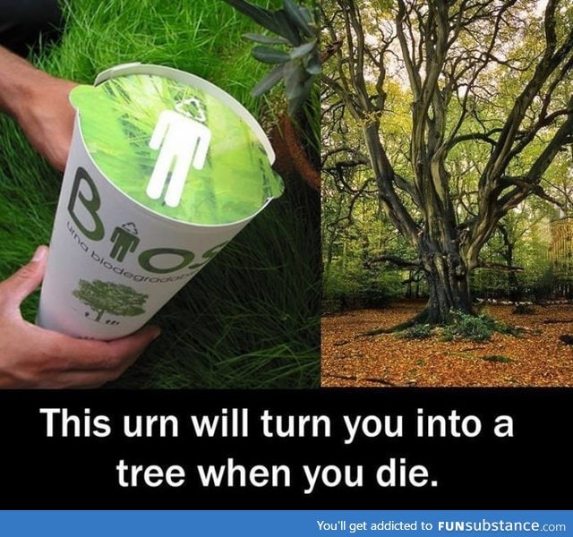 Cemeteries become forests with these amazing Bios Urns!