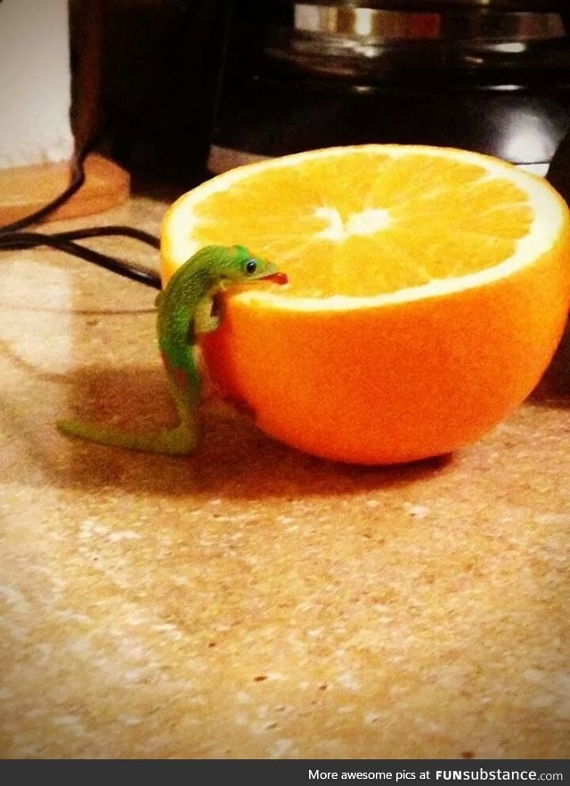 Little dude loves his orange