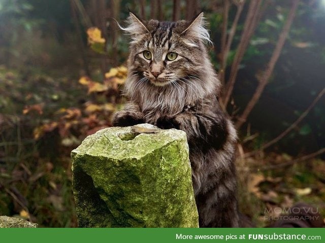 This is the type of cat that would try to sell me magical potions in the wood