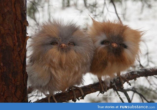 Ewoks in owl form
