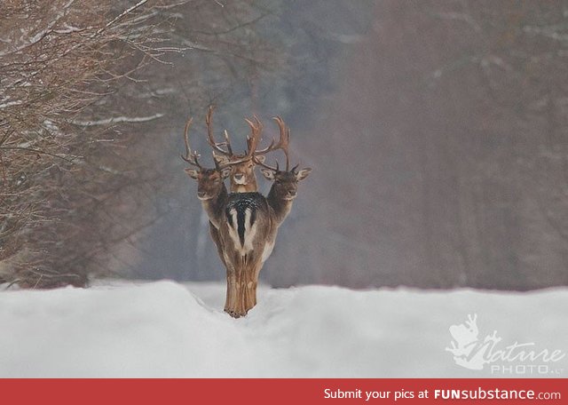 Perfect timing, three-headed stag