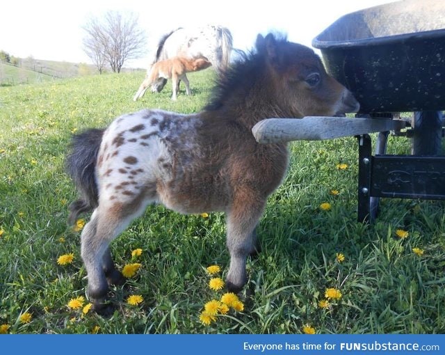 It's a baby, Appaloosa, mini horse