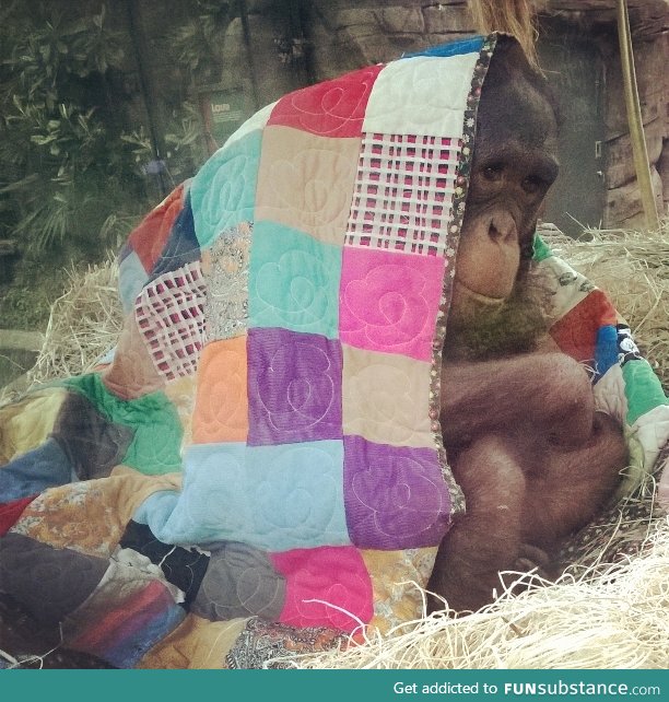 The cutest orangutan snuggle