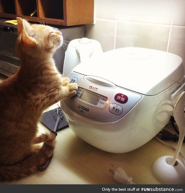 A cat enjoying steam coming from a rice cooker