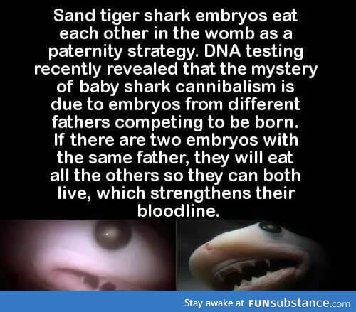 Sand tiger shark embryos eat each other in the womb as a paternity strategy