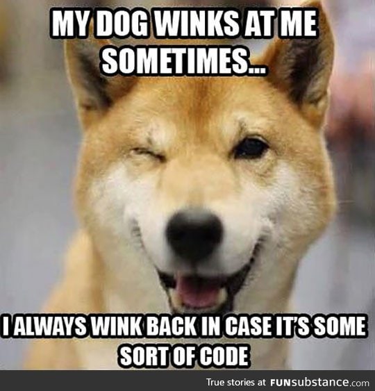 The secret dog code