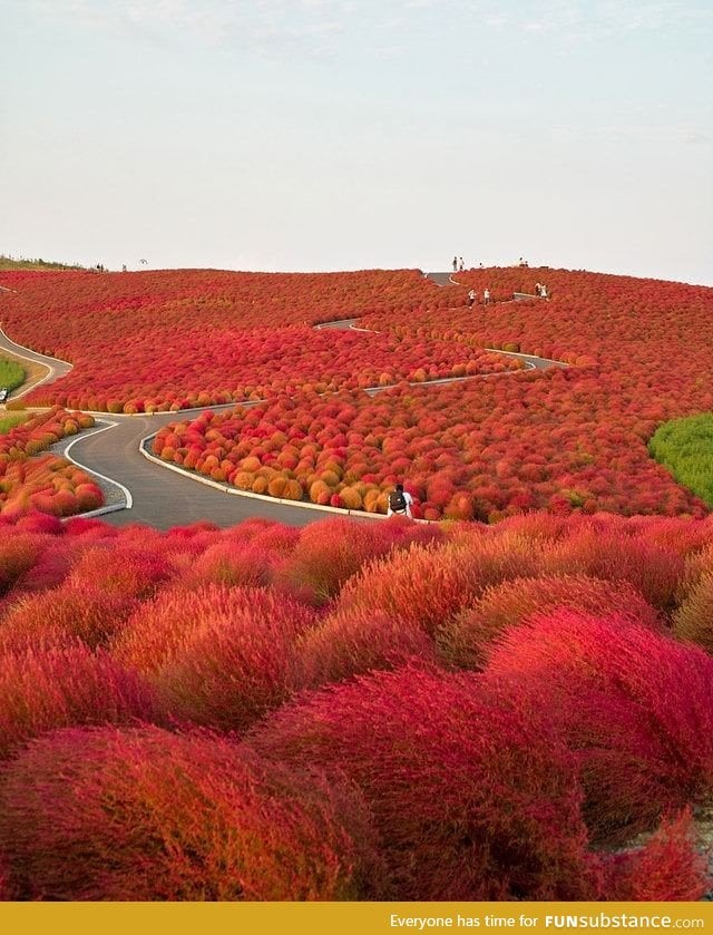 Hitachi Seaside Park Japan (And Yes It's Real)